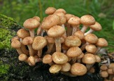 Выращивание опят в домашних условиях
